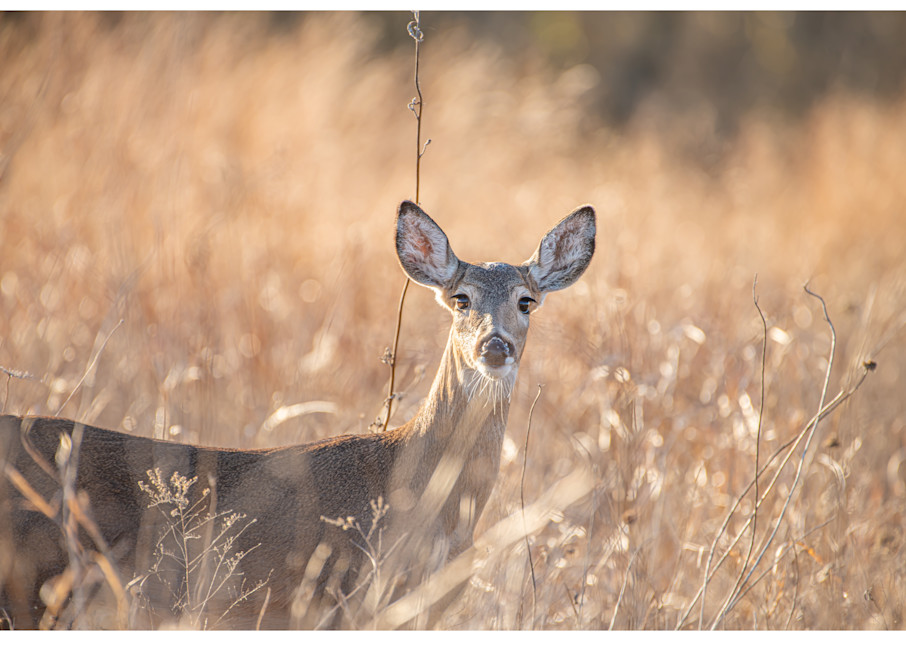 Doe On The Winter Prairie  Photography Art | Justin Parker Nature Photography