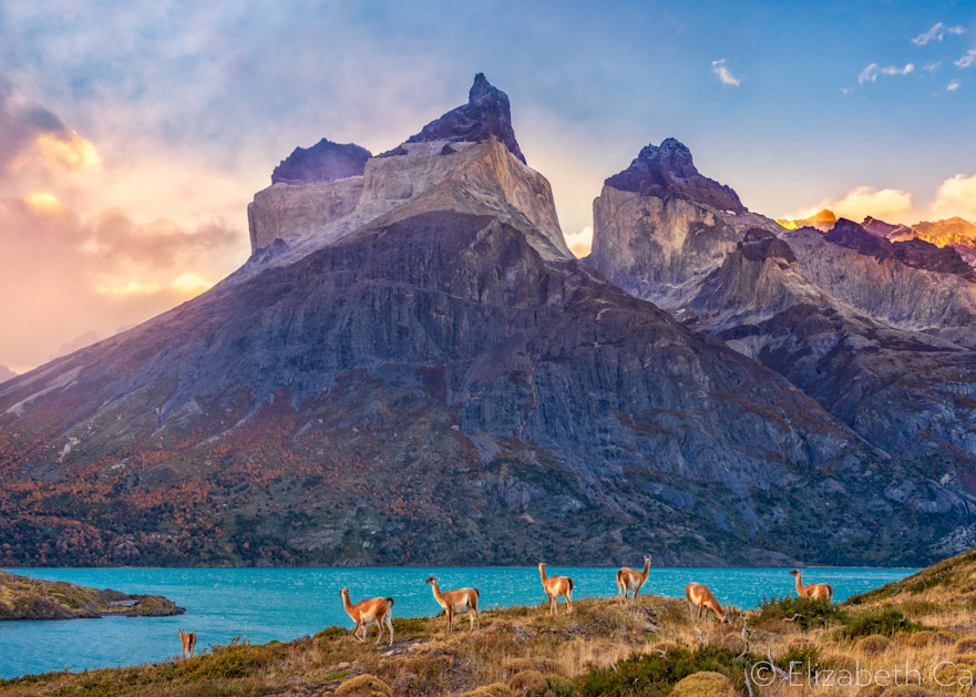 Wild Patagonia Art | The Carmel Gallery