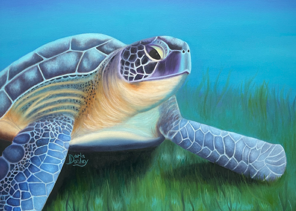 Resting On The Bottom   Sea Turtle Art | darladonleyart