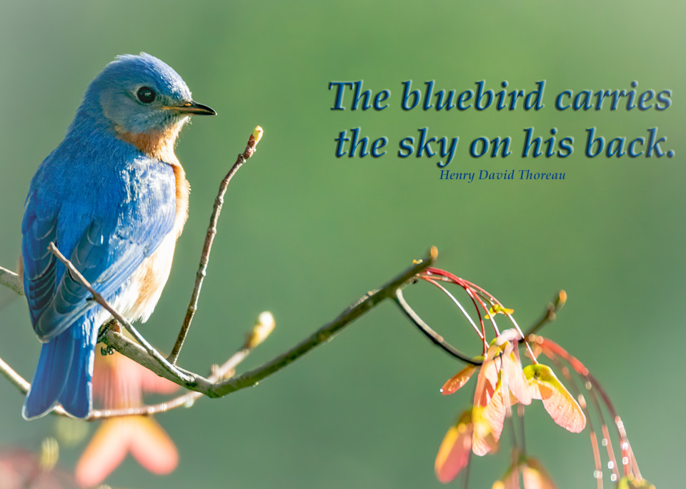 The bluebird carries the sky on his back