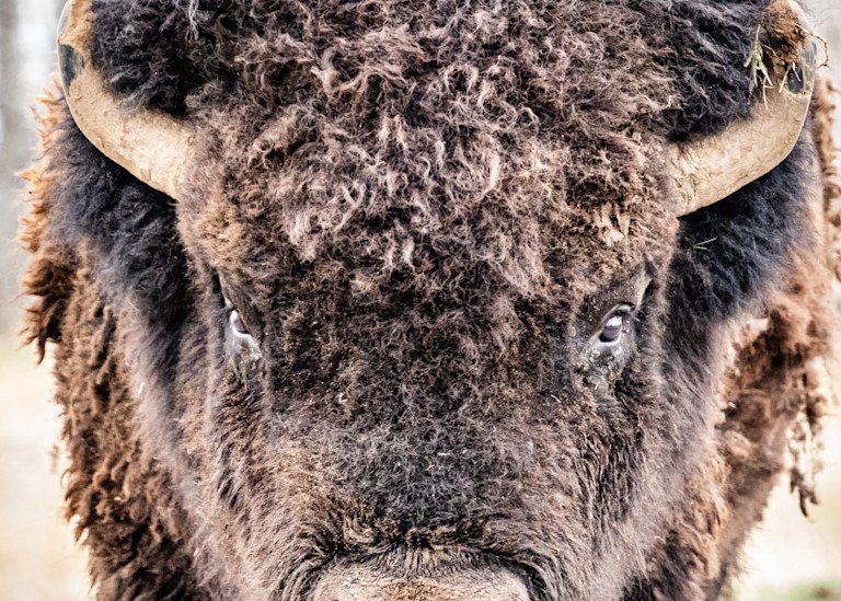 Bison Portrait. Colorado Photography Art | Kelley Dallas Photography