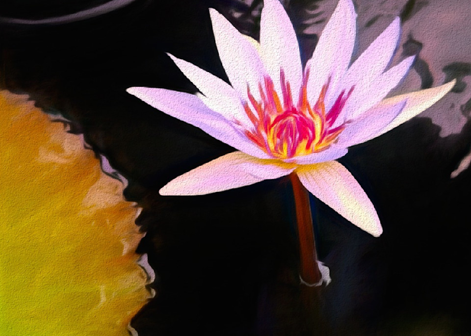 Water Lily Reflection Chalk Photography Art | Photoeye Inc