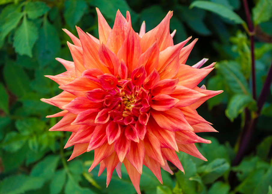 Summer Dahlia In Bloom (Red) Photography Art | Izzy Gomez Photography