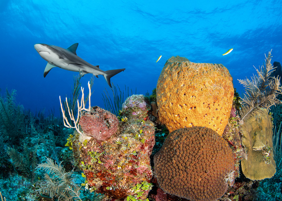 Shark Over a Reef is available as a fine art print for sale