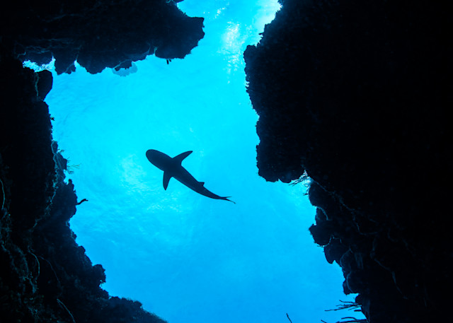 Caribbean Reef Shark (Carcharhinus perezii) is a fine art photograph available for sale