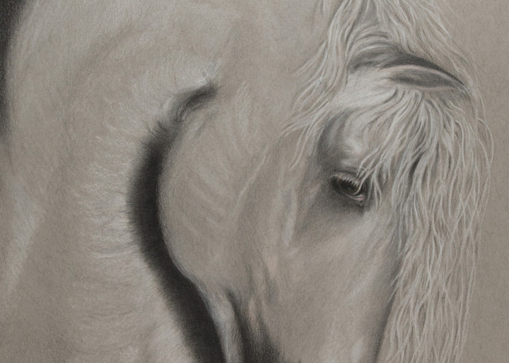 Andalusian Stallion  Art | Kathleen Slaven Art