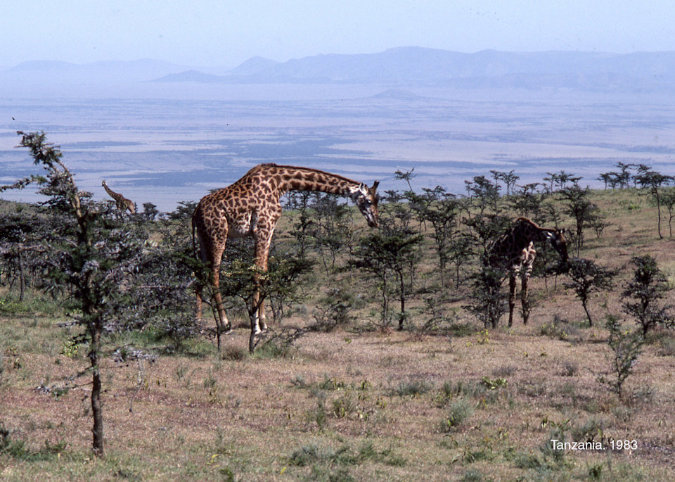 Giraffs Serengeti Jpg Photography Art | John Wolf Photo