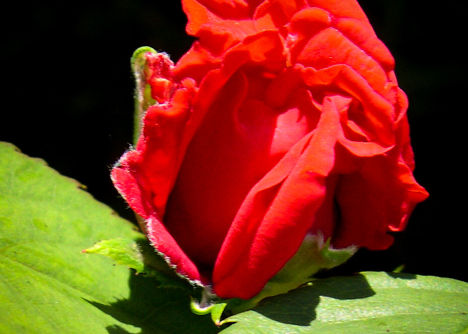 Flower Portrait - A Perfect Rose