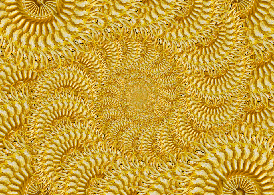 Sunflower Swirl 2 Art | geometricphotographica