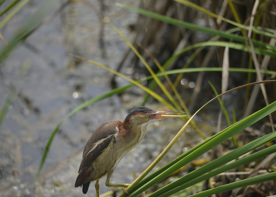 Coastal marshes on South Padre Island, Texas - habitat for birds