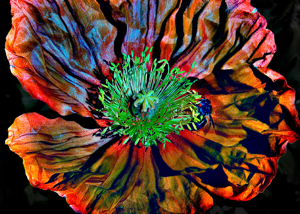 Orange Poppy3 Photography Art | Outwater Productions