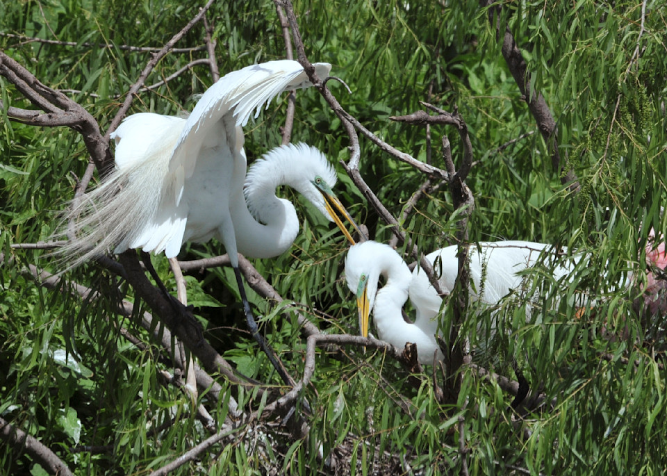 Great Egrets With Mating Plumage Ruth Burke Art Photography Art | Ruth Burke Art