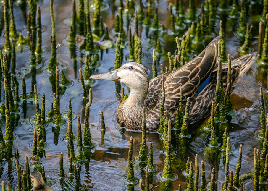 Female Mottled Duck With A Smile For The Camera Photography Art | Ruth Burke Art