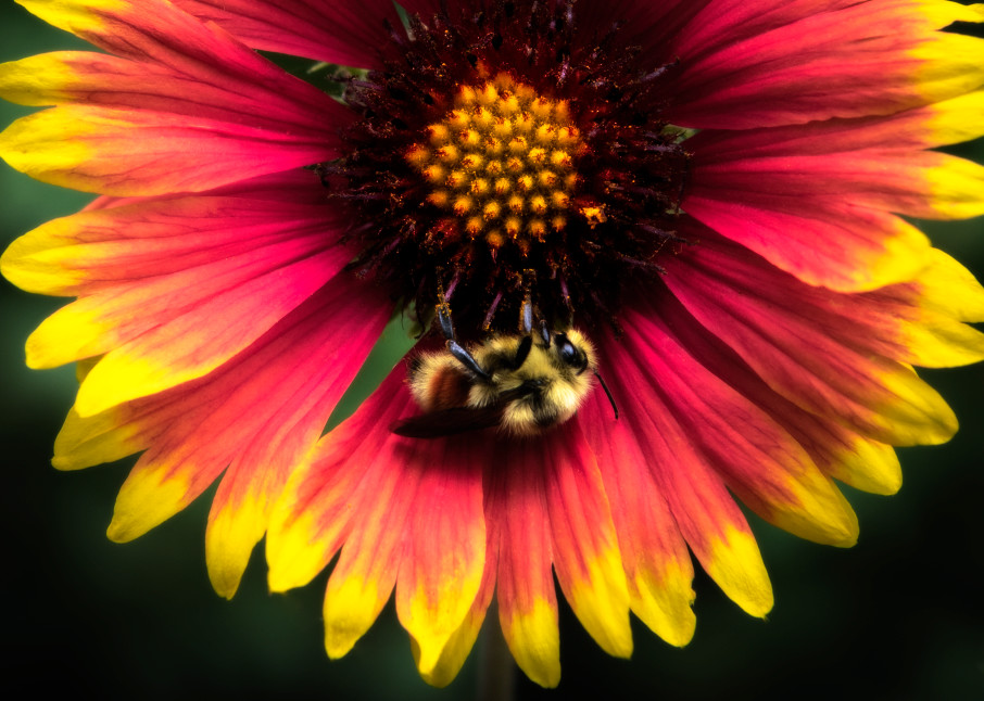 Bee on an Indian Blanket