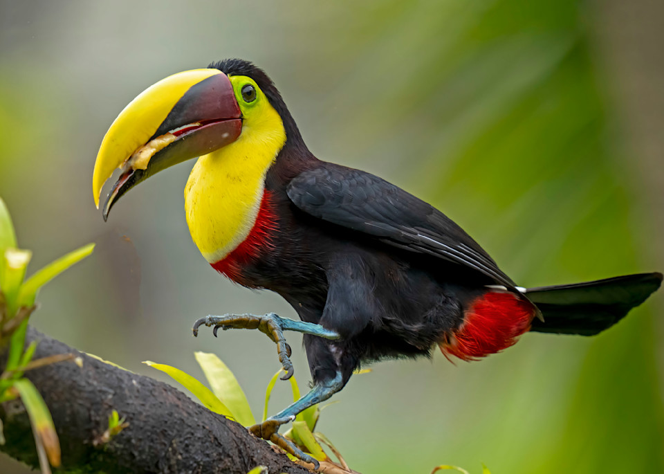 Toucan, Costa Rica Janet Ogren