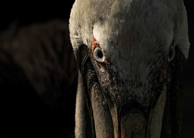 Intense Pelican