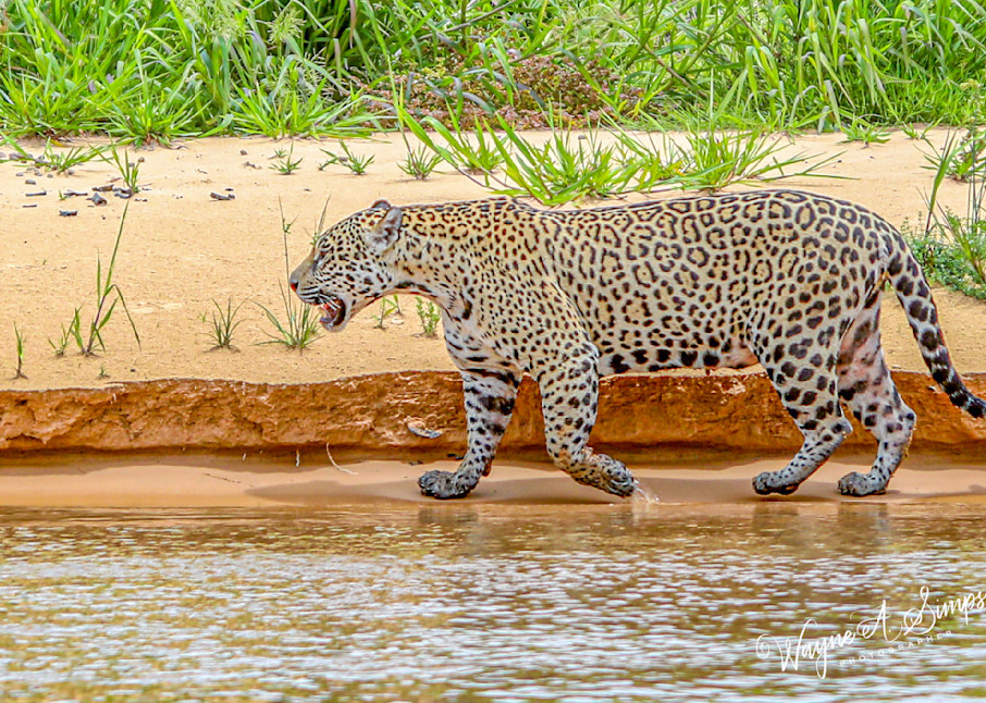 Jaguar Photography Art | waynesimpson
