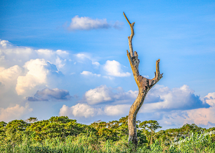 Lonely Tree Skeleton Photography Art | waynesimpson