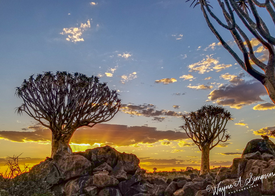 Quiver Tree Forest At Sunset Photography Art | waynesimpson