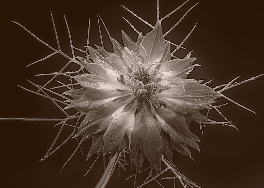 Blue Flower Sepia Studio Photography Art | Photoeye Inc