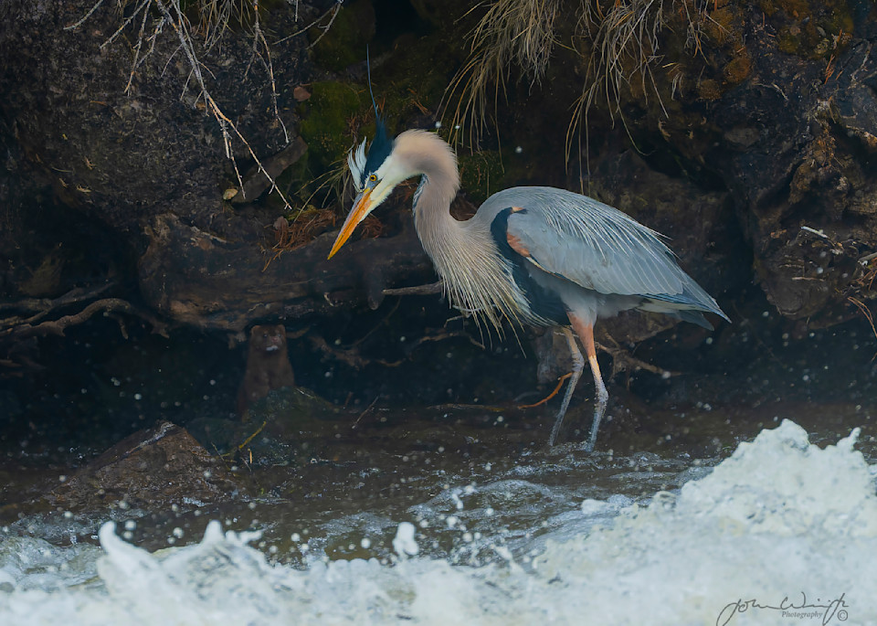Great Blue Heron Having A Word With A Mink. Le Hardy Rapids, Yellowstone National Park.  Photography Art | John Winnie Jr. Photography