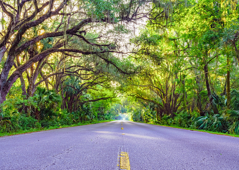 Tree Covered Road in Gainesville, Florida Fine Art Print