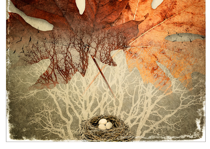 Maple Leaf Greeting Card Photography Art | Doug Landreth Photography