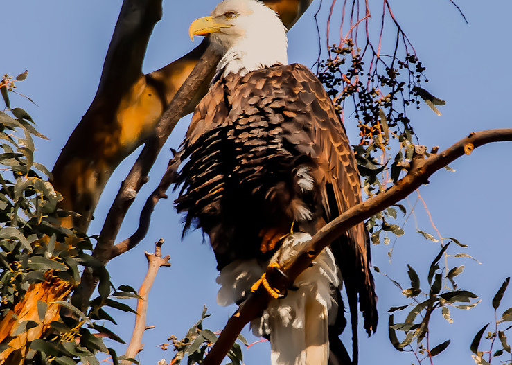 Bald Eagle Art | Dennis Ariza Photography