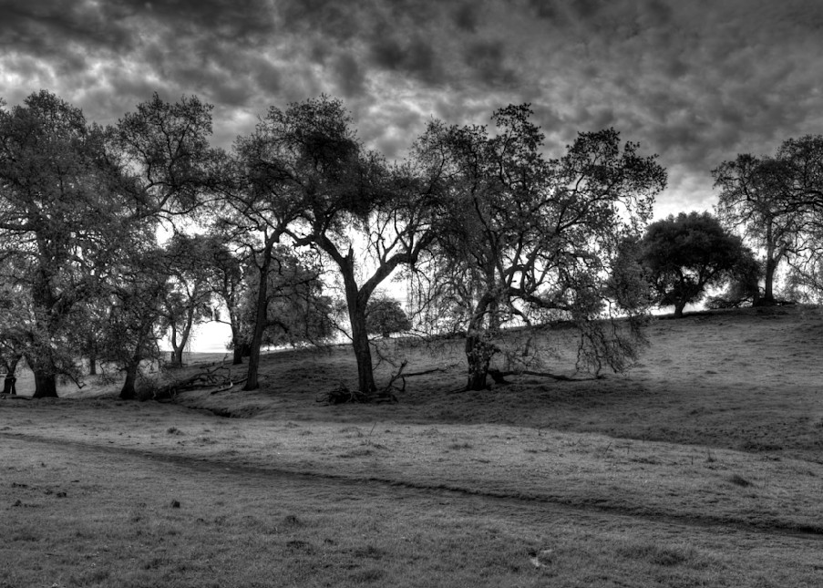 Oak Trees Art | Dennis Ariza Photography