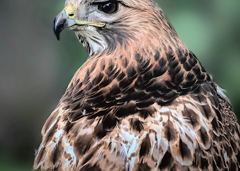 Red Tailed Beauty Photography Art | Ken Wiele Photography