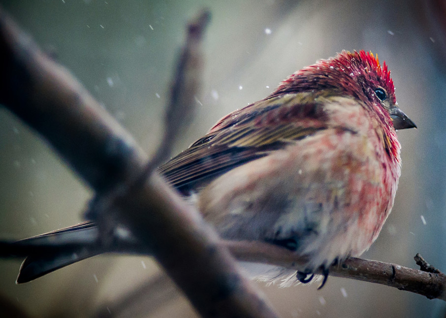 Sugarloaf Snow Birds Red Finch Photography Art | Eric Reed Photography