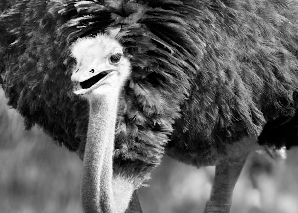 Common Ostrich  Photography Art | Vandivier Fine Art