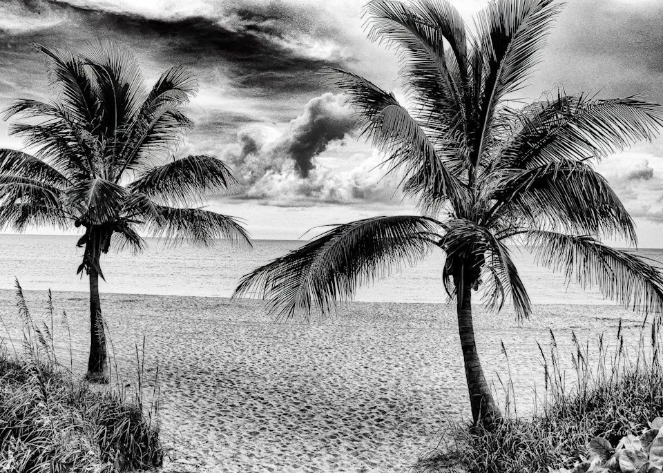 Framed With Palm Trees Photography Art | J-M Artography