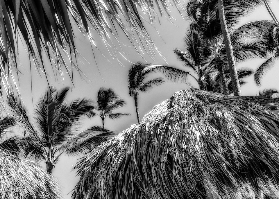 Palms And Grass Huts Photography Art | J-M Artography