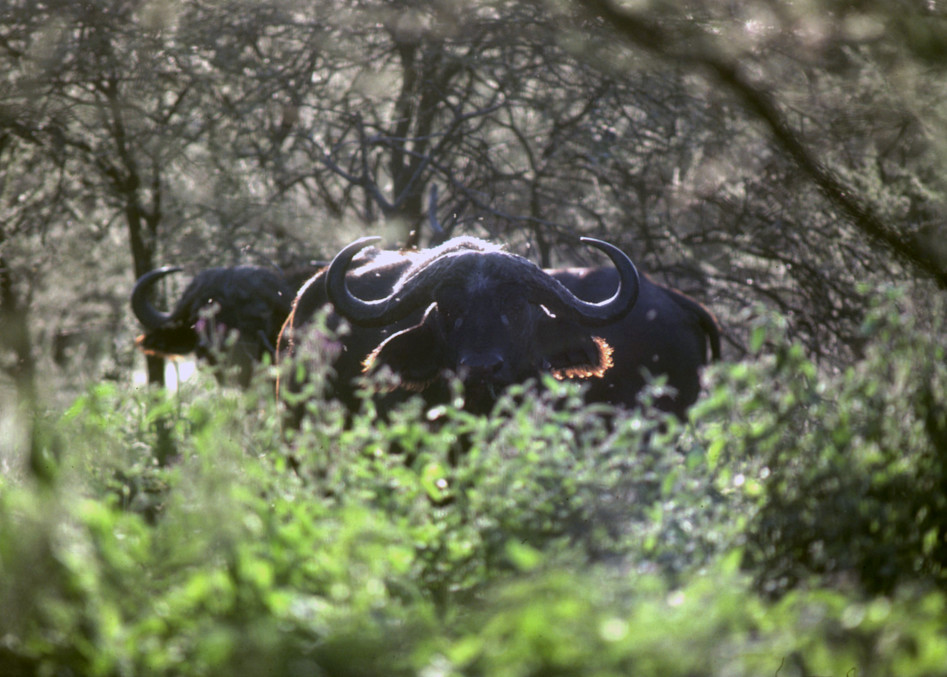 Cape Buffalo, Tanzania