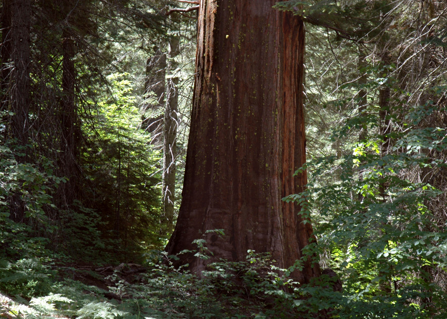Redwood Forest 1207 0050 Photography Art | John Wolf Photo