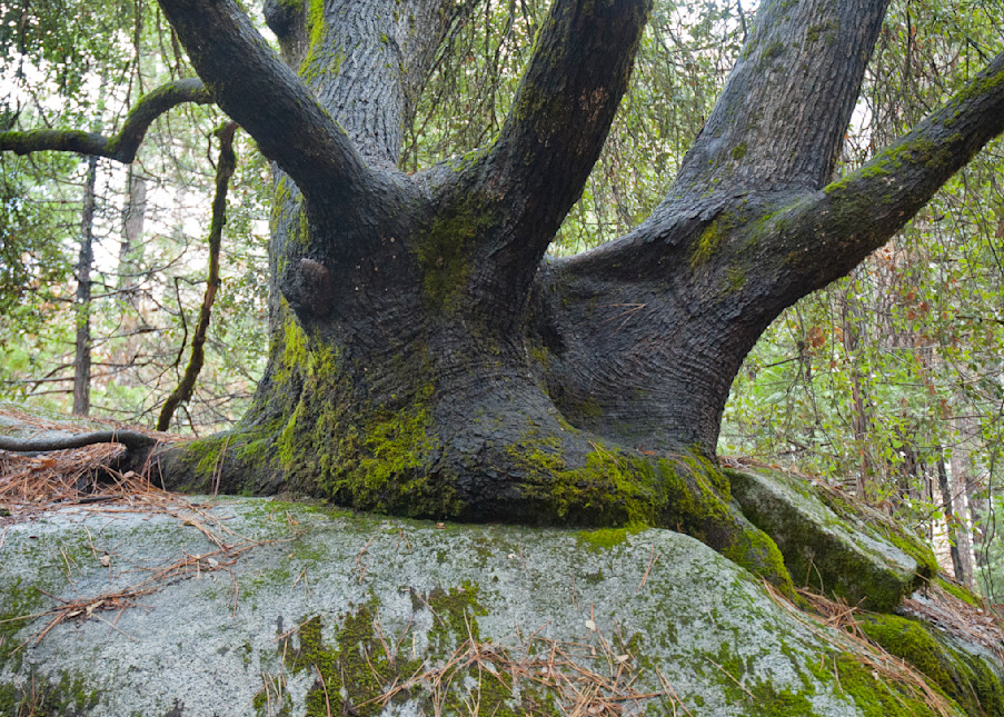 Tree On Rock 0231 Photography Art | John Wolf Photo
