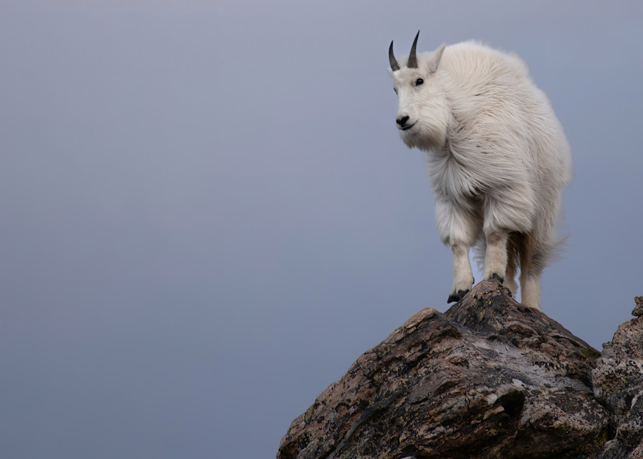 Mountain Goat Solitude Photography Art | matthewryanphoto