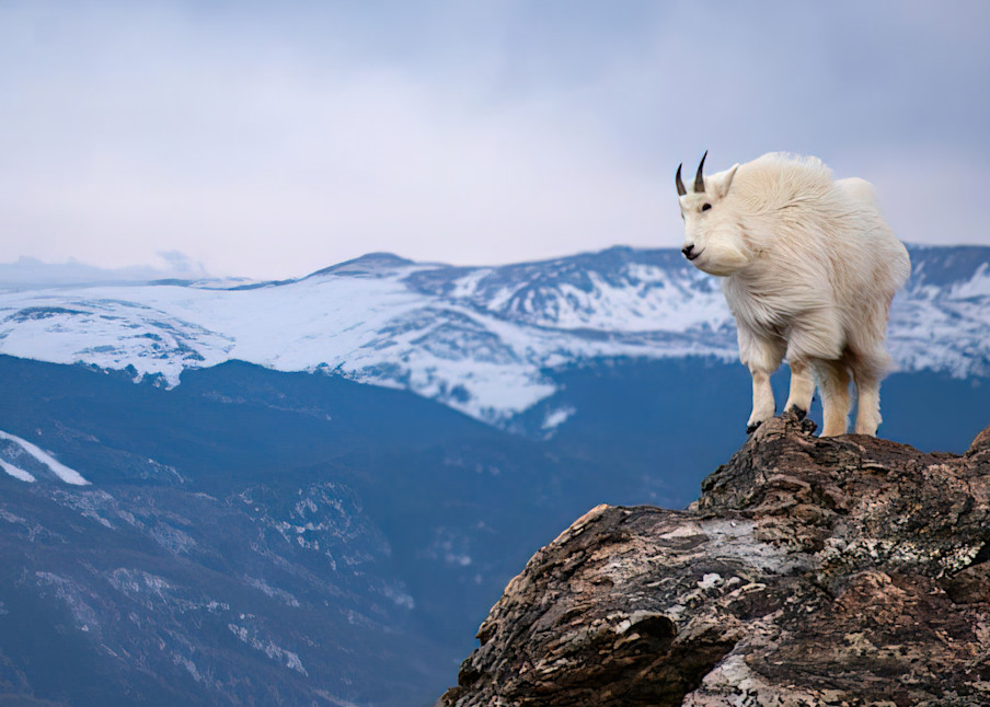 Mountain Goat Vista Photography Art | matthewryanphoto