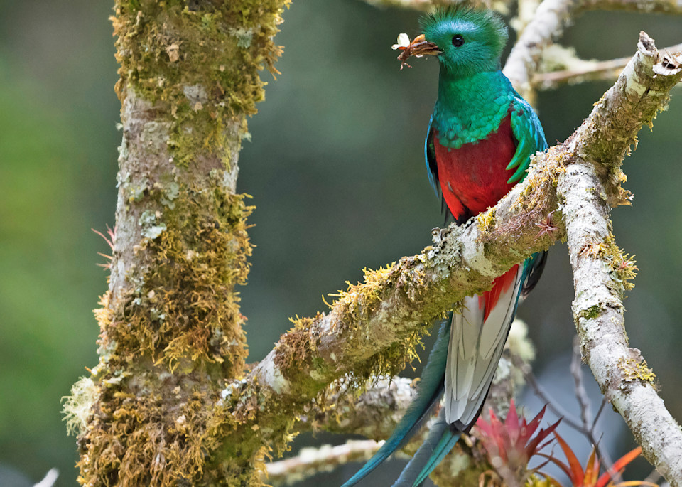 Male Quetzal-quetzal, janetogren.com
