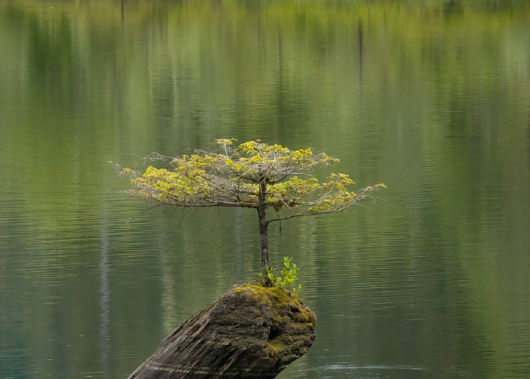 Fairy Lake Tree No 1 | Terrill Bodner Photographic Art