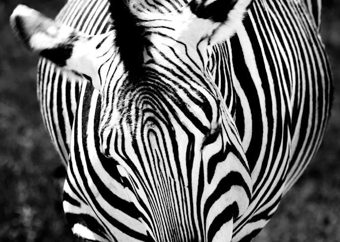 True Stripes Photography Art | Vandivier Fine Art
