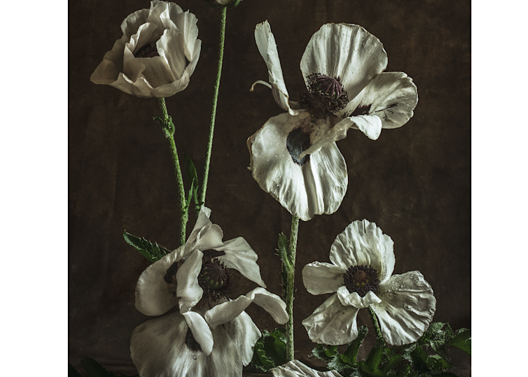 White Poppies Photography Art | The Elliott Homestead, Inc.
