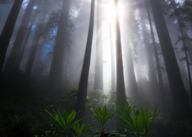 001 Redwoods Peaking Leaves  Art | krlphoto