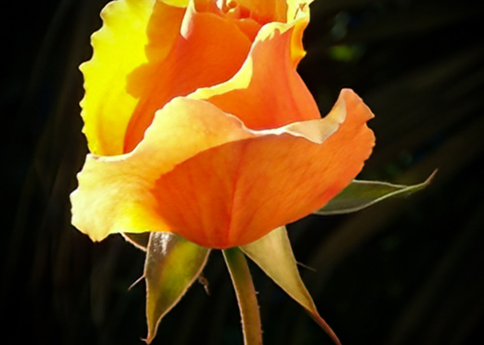 Flower Portrait - Golden Rosebud