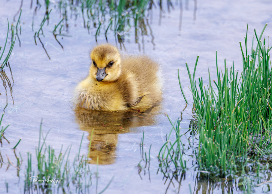 Baby Goose, Eh? Photography Art | Thomas Yackley Fine Art Photography