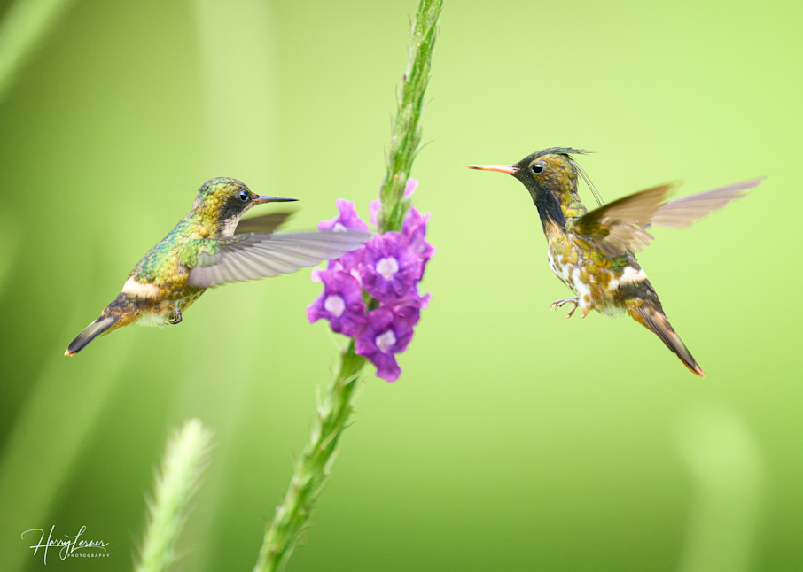 Black Crested Coquette Photography Art | Harry Lerner Photography