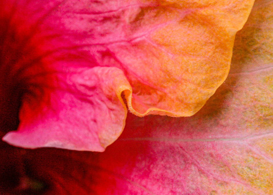 Crinkled Hibiscus Petals  Photography Art | Judith Anderson Photography