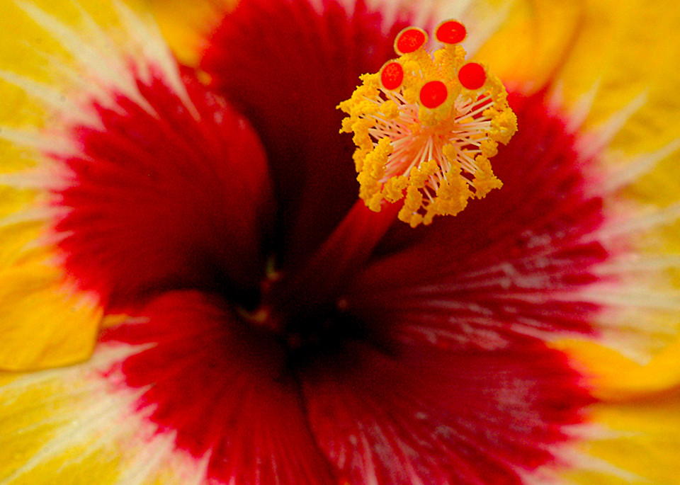 Red Hot Stigmatized Hibiscus Photography Art | Judith Anderson Photography