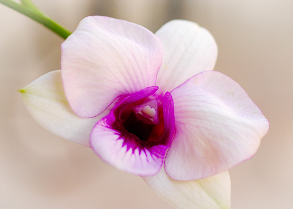 The Secret Orchid Photography Art | Judith Anderson Photography